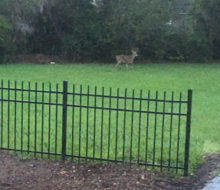 Deer in client's yard - Glen Kernan Country Club