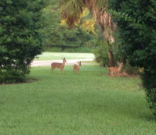 Deer in Glen Kernan Country Club community.