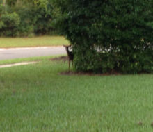 Deer peeking from behind a tree on client's lawn - Glen Kernan Country Club