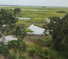 View of the marsh.