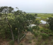 View of the marsh.