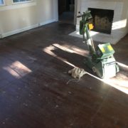 floor sander on old heart pine wood floor, prior to refinishing