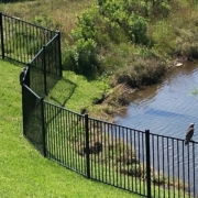 Nocatee wildlife - pair of red tail hawks