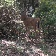 A deer - seen just outside the project home.