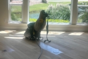 Sanding Oak floors.