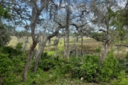 Peek out back of Fernandina Beach home.