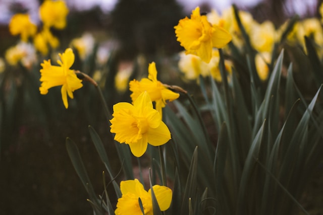 Spring daffodils by Andrea Tummons, shared via Unsplash.